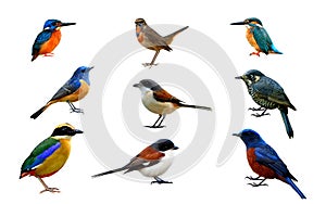 Beautiful set of colorful wild birds isolated on white background ready to use for commercial and nature advertisement, exotic na photo