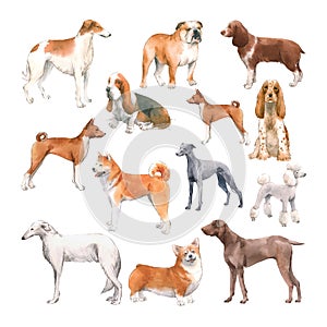 Beautiful set with cute watercolor hand drawn dog breeds Cocker spaniel Greyhound Hound Basenji and Russian Greyhound