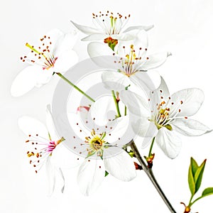 Flower set vector isolated on white background