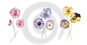 Watercolor pansy flowers