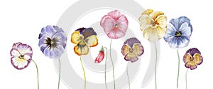 Watercolor pansy flowers photo