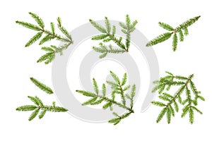 Beautiful Set of Nature fresh green fir tree branch close up. Christmas tree branches isolated on white background for design. Top