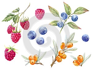 Watercolor forest berries