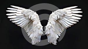 A beautiful set of spreading wings on a black background.Angel, dove concept