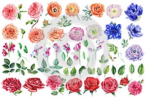 Beautiful set of watercolor flowers roses, leaves, anemones, ranunculus and sweet pea isolated background.