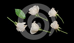 Beautiful set of white rose flower and green leaf