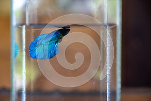 Beautiful shade of blue betta fighting fish swimming alone in clear fresh water glass bottle with blurred background