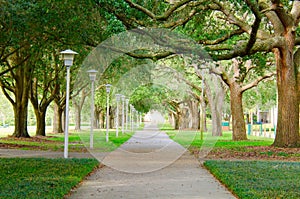 Beautiful shaded sidewalk with a lush green tree canopy