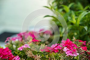 Beautiful shades of blossom pink purple magenta wild flower on blurred green leaves garden and sky background, selective focus