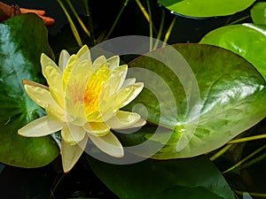 Beautiful shades of soft bright yellow lotus or water lily flower blooming among abundance green leaves and black water background