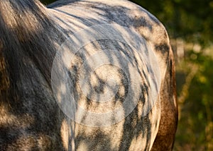 Beautiful shadow patterns on the gray horse`s body. Horse details.