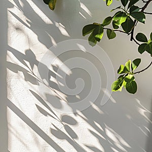 A beautiful shadow from a window and tree leaves on a white wall. Simple