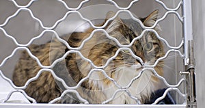 A beautiful shaggy cat sits in a veterinary clinic for treatment. The cat is looking into the camera. A curious pet is