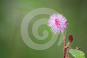 beautiful shameplant flower