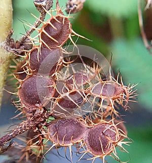 Beautiful Shameplant Ripe Thorny Seeds.