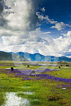 Beautiful shangri-la