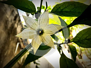 Beautiful shape of Chili plant flower upclose