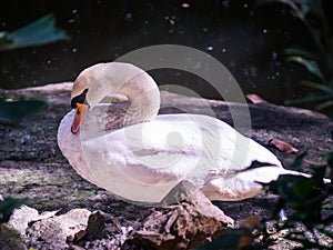 Beautiful shape of the circular swan neck.