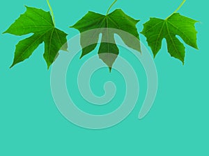 Beautiful shape of green leaves isolate on mint background. Cli