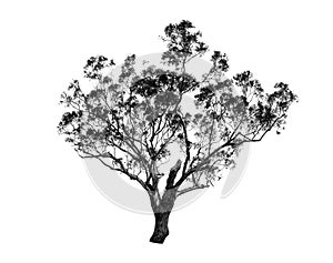 Beautiful shape of green tree in black and white color isolated on white background.