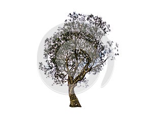 Beautiful shape of green tree in black and white color isolated on white background.