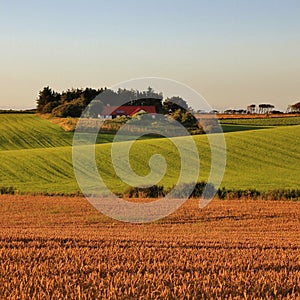 Beautiful shaped hills and meadows in Jylland, Denmark. Rural summer scene.