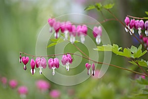 Beautiful shapes Bleeding Heart flower Dicentra spectabilis