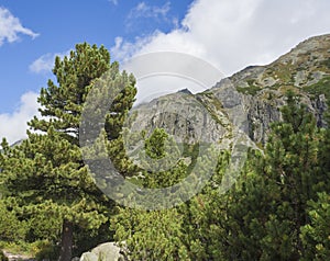 Beautiful sharp mountain peaks with pine trees and hiking route trail sign in High Tatras mountain, Slovakia, late