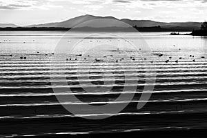 Beautiful and sharp water ripples on Trasimeno lake Umbria, Italy at sunset, with ducks and distant hills