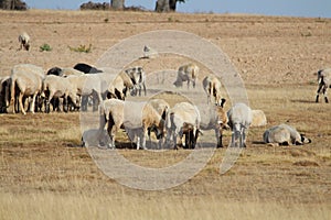 Beautiful sheep in the big white field photo