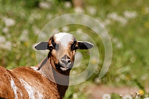 A beautiful sheep of cameroon.