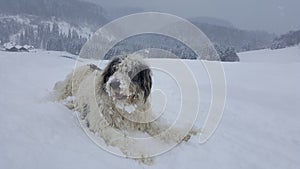 Beautiful sheep dog sitting in the snow