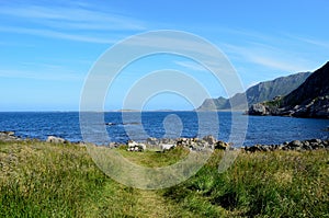 Beautiful sheep grazing near blue summer ocean