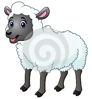 A beautiful sheep isolated on white background