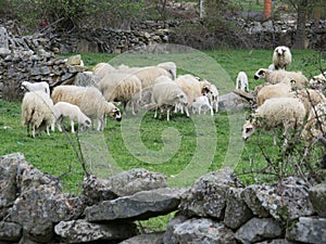 Beautiful sheep with their lambs in the field eating photo