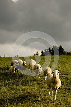 Beautiful sheeps