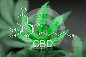 A beautiful sheet of cannabis marijuana in the defocus with the image of the formula CBD