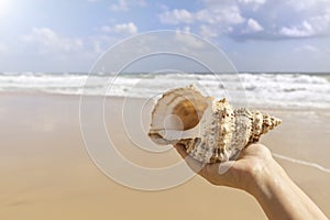 a beautiful shell in the hands of a girl