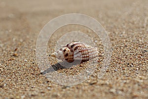 Beautiful shell lying alone on a deserted clean beach