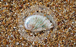 Beautiful shell photographed on the sand at Lia beach in Mykonos