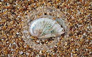 Beautiful shell photographed on the sand at Lia beach in Mykonos photo