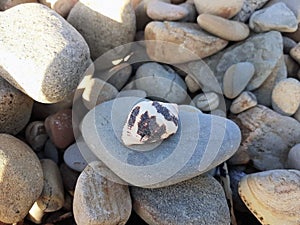 Beautiful shell on sea stones, pacific ocean photo