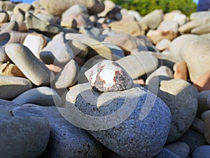 Beautiful shell on sea stones, pacific ocean photo