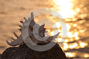 Beautiful shell in stone