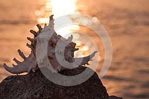 Beautiful shell in stone