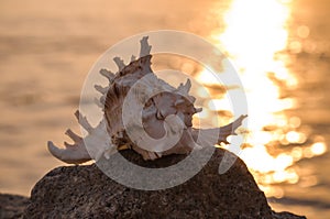 Beautiful shell in stone