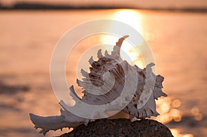 Beautiful shell in stone