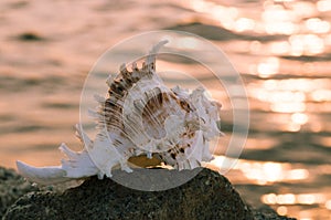 Beautiful shell in stone