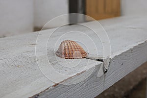 beautiful shell on a trunk