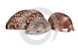 Beautiful shells `Cowry` on a white background, isolated with clipping path.